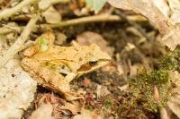 Rana dalmatina