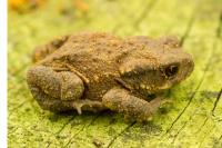 Bufo spinosus