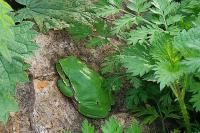 Hyla arborea