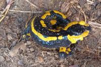 Salamandra salamandra
