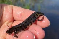 Lissotriton vulgaris