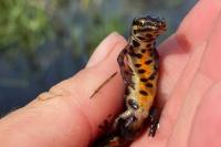 Lissotriton vulgaris