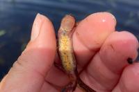 Lissotriton helveticus