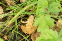 Rana dalmatina