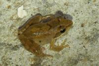 Rana dalmatina
