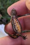 Lissotriton vulgaris