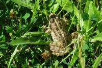Pelophylax kl. esculentus