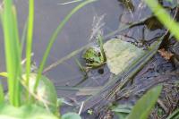 Pelophylax kl. esculentus