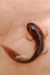 Lissotriton