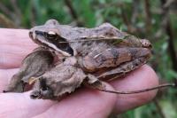 Rana dalmatina
