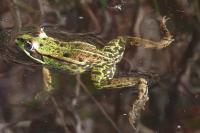Pelophylax