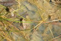 Pelophylax kl. esculentus