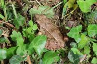 Rana dalmatina