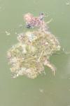 Rana dalmatina