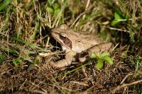 Rana dalmatina