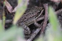 Pelophylax