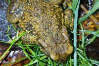 Bufo