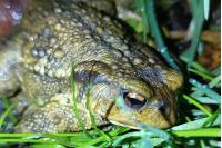 Bufo