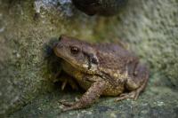 Crapaud épineux 