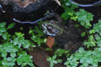 Pelophylax kl. esculentus