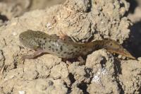 Triturus cristatus