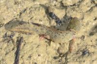 Triturus cristatus