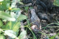 Rana dalmatina