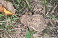 Bufo spinosus