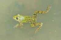 Pelophylax kl. esculentus