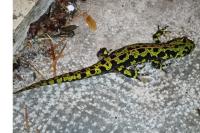 Triturus marmoratus