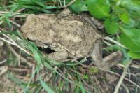 Bufo spinosus