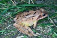 Rana dalmatina