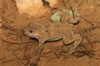 Bombina variegata