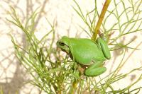 Hyla arborea
