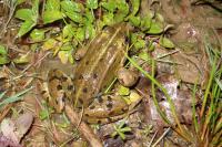 Pelophylax