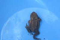 Bufo spinosus