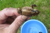 Bufo spinosus
