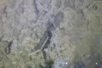 Triturus cristatus