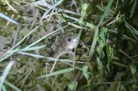 Pelodytes punctatus