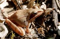 Rana dalmatina