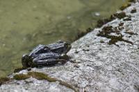 Pelophylax