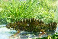 Triturus marmoratus