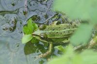 Pelophylax kl. esculentus