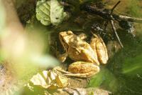 Rana dalmatina