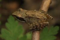 Rana dalmatina