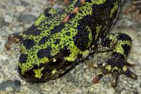 Triturus marmoratus