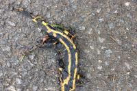 Salamandra salamandra