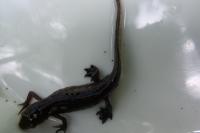 Lissotriton helveticus
