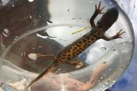 Triturus cristatus