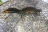 Triturus cristatus